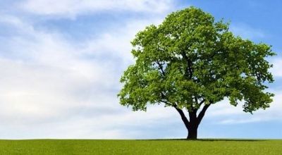 Albero per la Pianura Veneta Albero per la Pianura Veneta